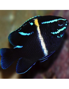 Neogylphidodon oxyodon  