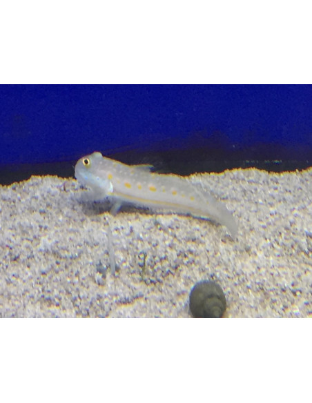 Valencienna puellaris  