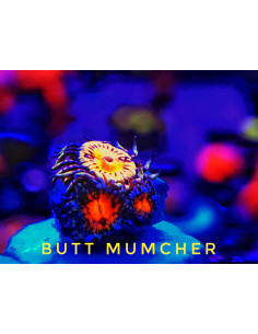 Butt Mumcher