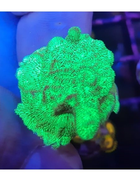 Pavona cactus verde, frag