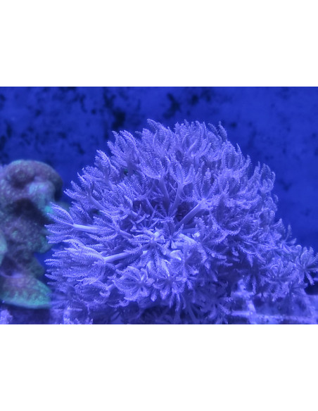 Xenia spp.  