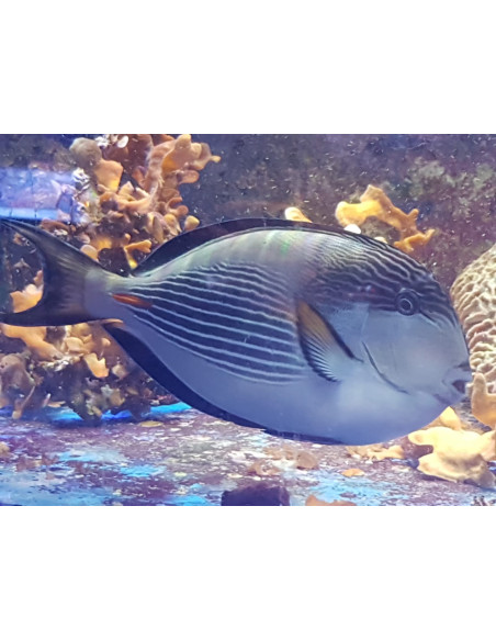 Acanthurus sohal  