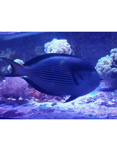 Acanthurus sohal   2