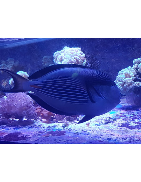 Acanthurus sohal  