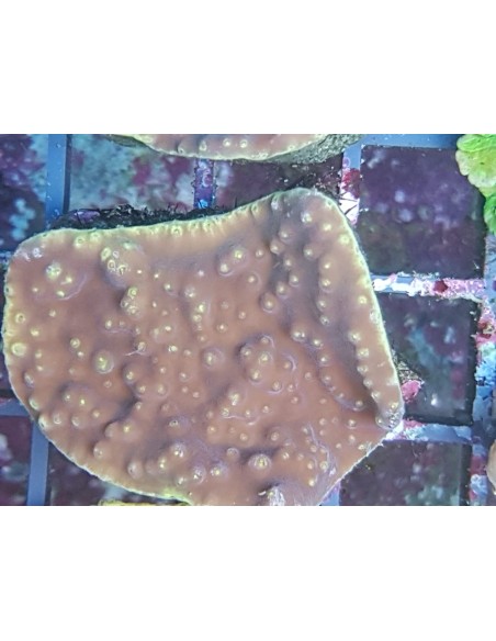 Turbinaria peltata