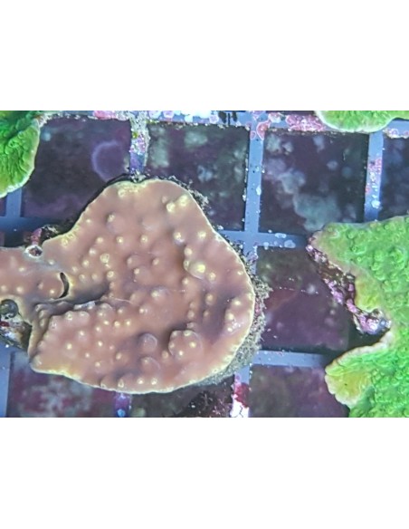 Turbinaria peltata