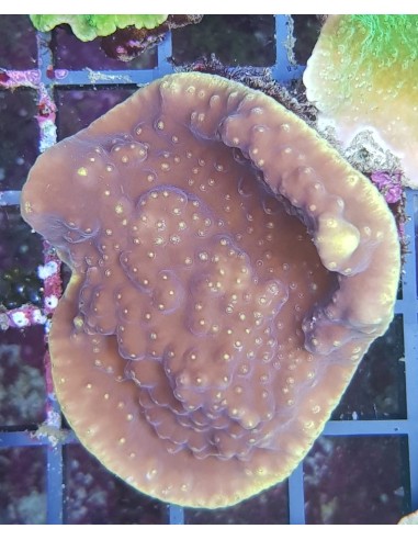 Turbinaria peltata