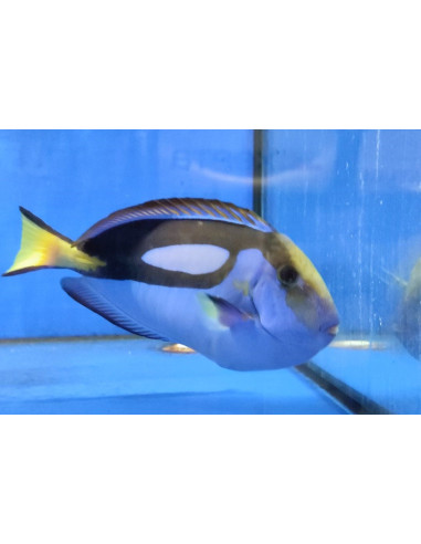 Paracanthurus hepatus  