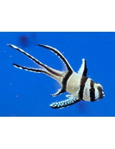 Pterapogon kauderni