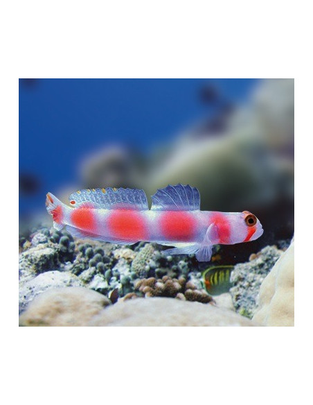 CRYPTOCENTUS AURORA