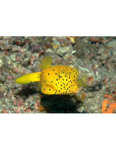 OSTRACION CUBICUS