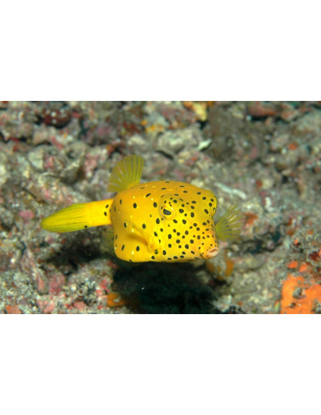 OSTRACION CUBICUS