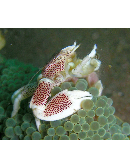Neopetrolisthes maculatus  