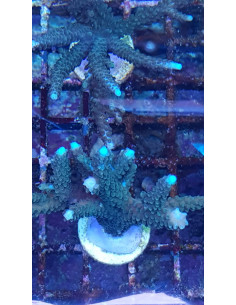 Acrópora formosa azul esquejes