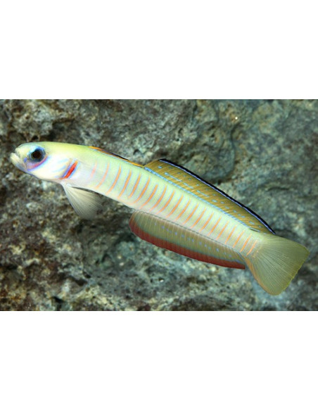 PTERELEOTRIS ZEBRA