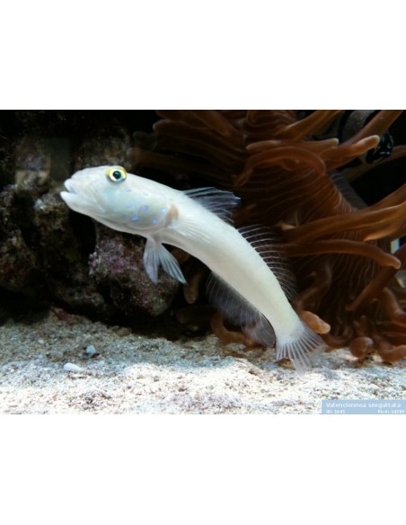 VALENCIENNEA SEXGUTTATA