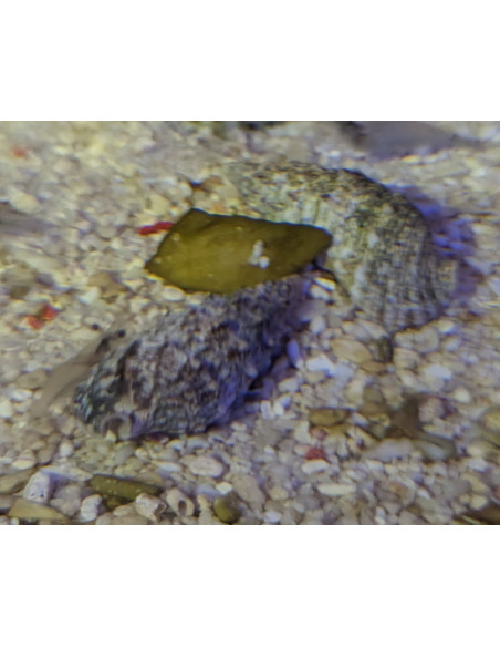 cerithium
