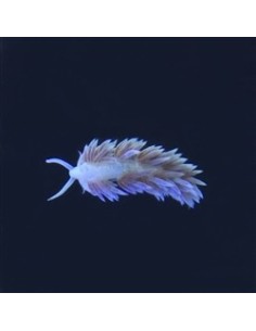 Nudibranquio