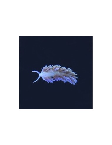Nudibranquio