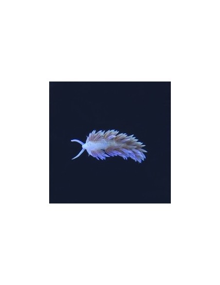 Nudibranquio
