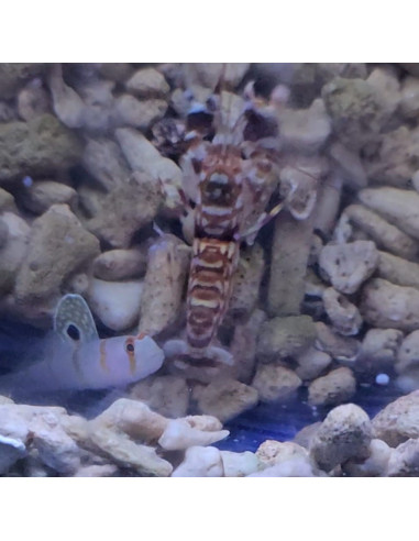 Gambita/Gobio pareja