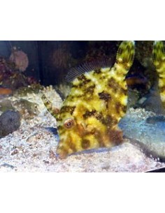 Acreichthys Tormentosus