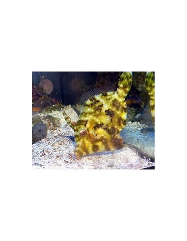 Acreichthys Tormentosus