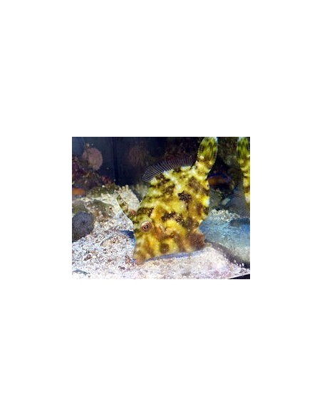 Acreichthys Tormentosus