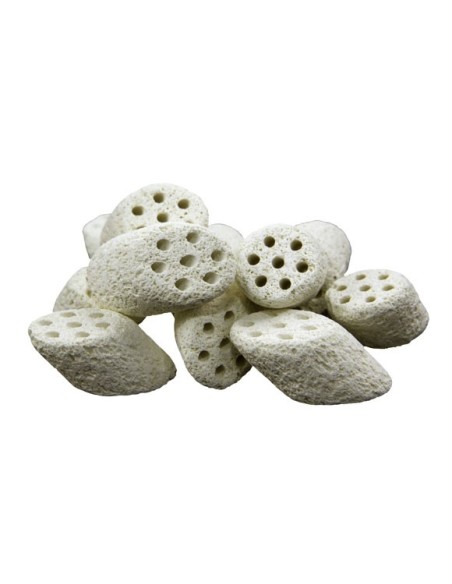 lotus root