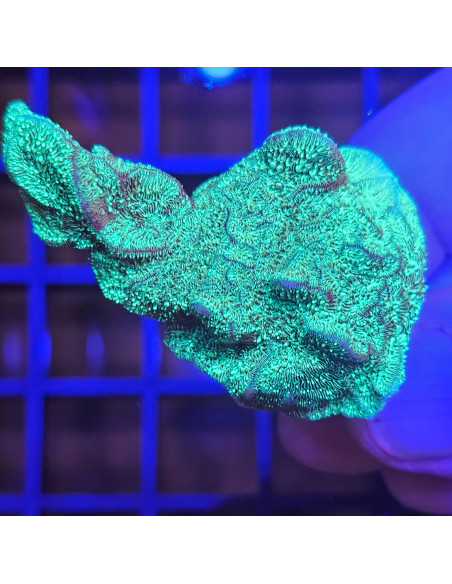 Pavona cactus verde fluor