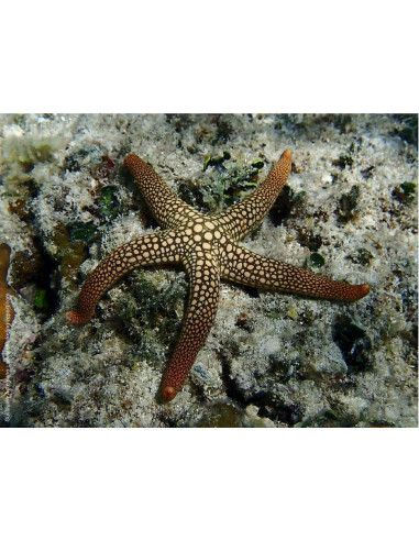 Nardoa Star Fish