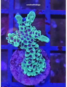 Montiporas capitata frags