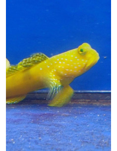 Cryptocentrus Cinctus