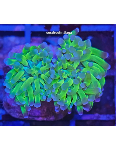 Euphyllias Glabrescens ultra green blue tips (4 cabezas)