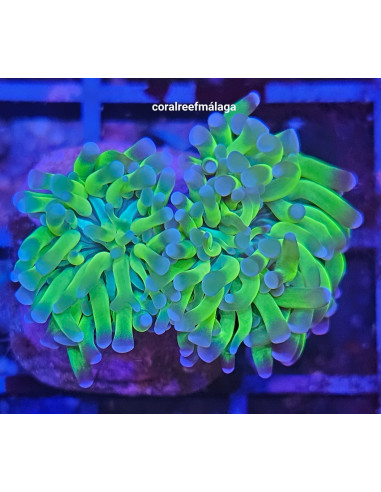 Euphyllias Glabrescens ultra green blue tips