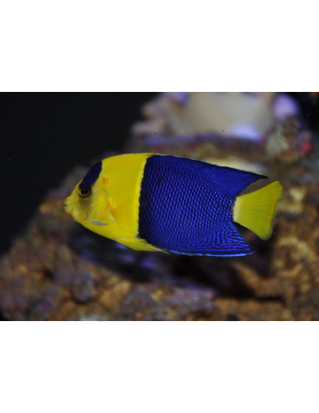 Centropyge Bicolor