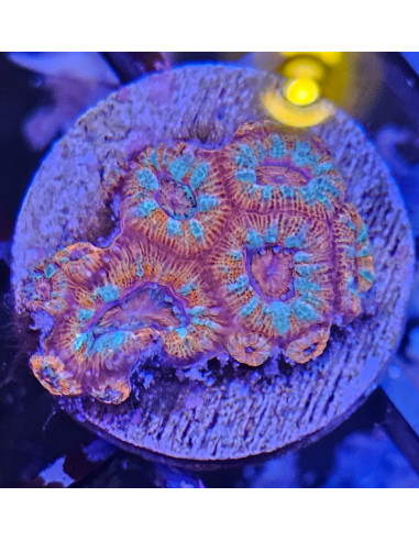 Acanthastrea lordhowensis red