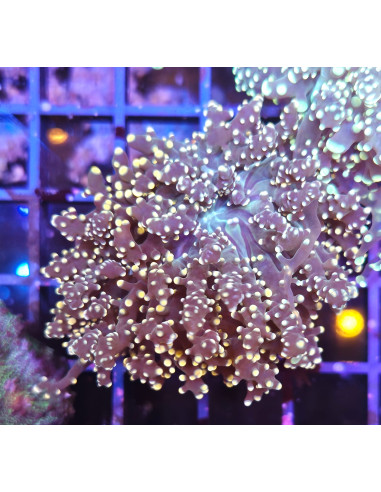Euphyllia yaeyamaensis green fluor CITES :...