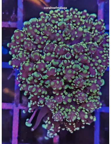 Euphyllia yaeyamaensis purple tips green