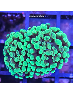 Euphyllia parancora blochy