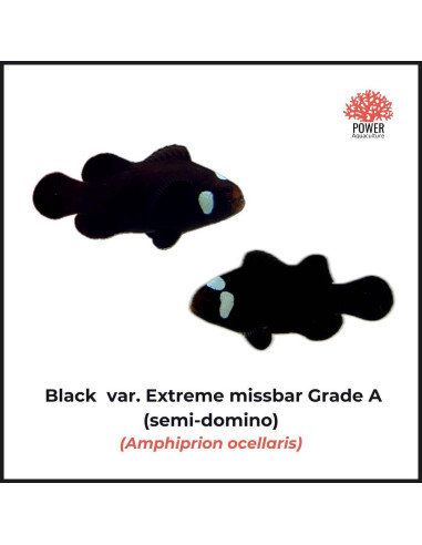 Black var. Extreme missbar grade A (semi-domino)