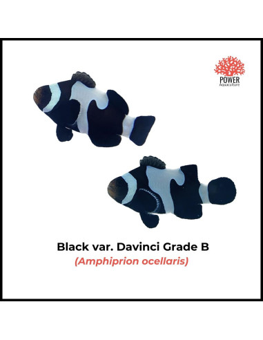 Black var. Davinci grade B