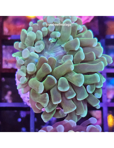 Euphyllia parancora green blue