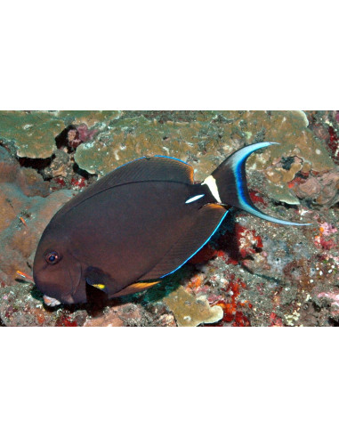 Acanthurus leucocheilus