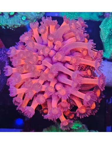 Goniopora pink