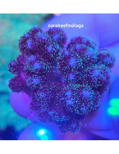 Pocillopora Damicornis frags