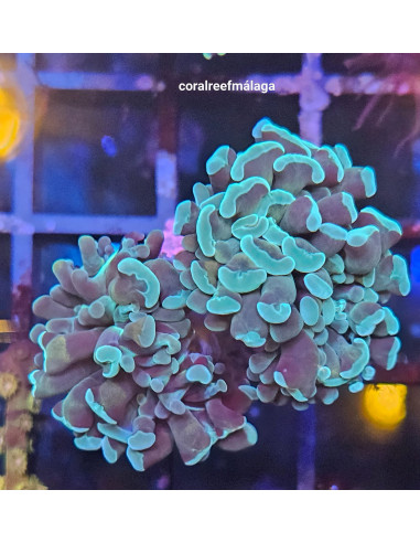 Euphyllia cristata