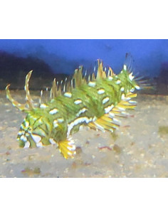 Novaculichthys taeniourus  Juvenil