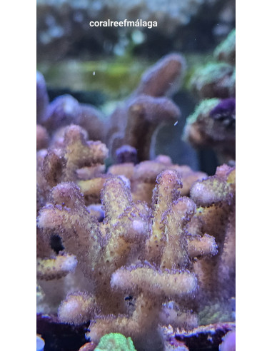 Pocillopora Damicornis two tones