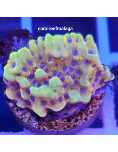 Montipora beach bum